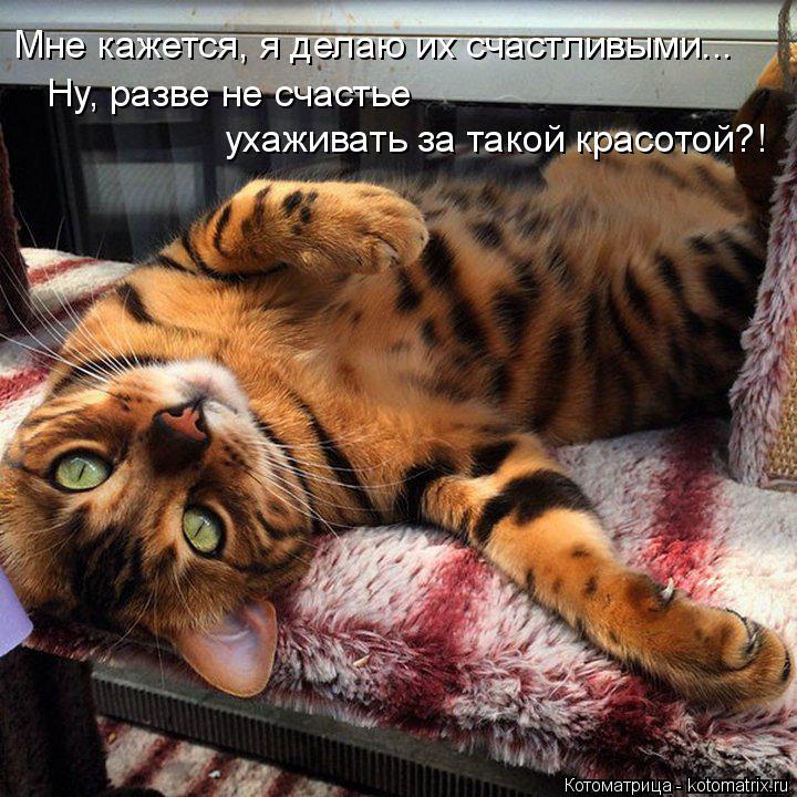 Котоматрица: Мне кажется, я делаю их счастливыми... Ну, разве не счастье ухаживать за такой красотой?!