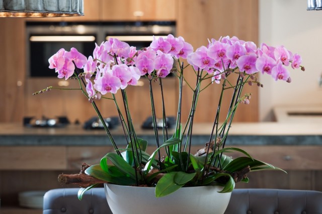 Орхидея Фаленопсис (Phalaenopsis)