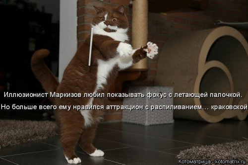 Свежая котоматрица для всех (20 шт)
