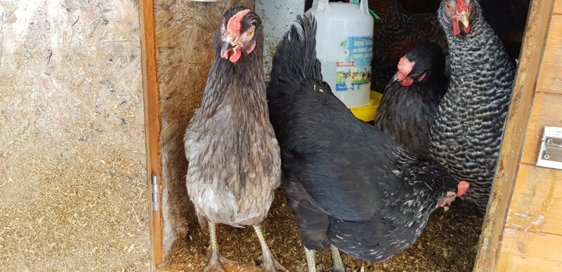 Утеплили курятник курицы в домашних условиях, куры-несушки, разведение куриц, разведение куриц зимой