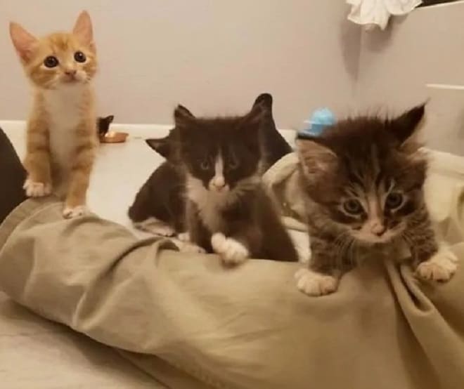 Котята стоят