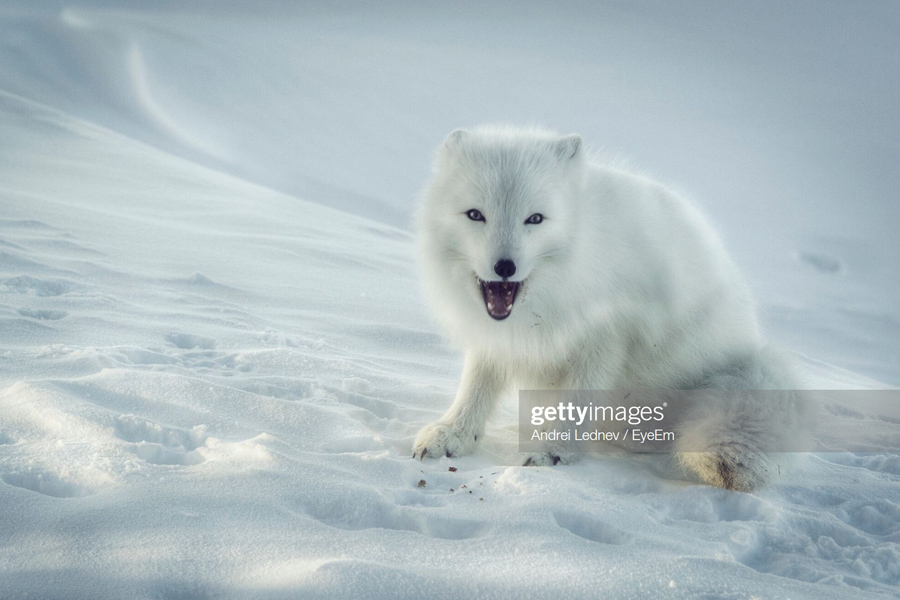 О трёх сценариях Большого белого пушного зверька