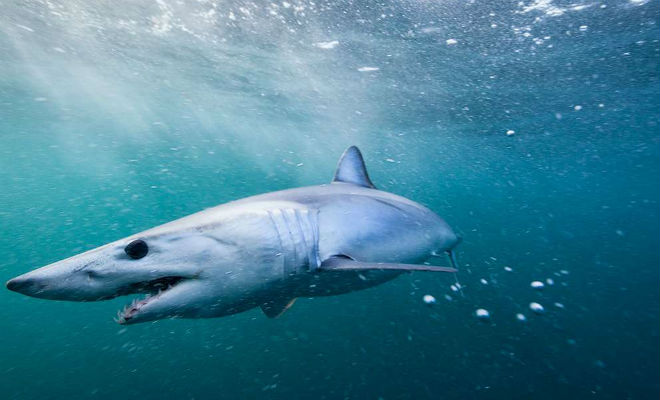 Почему акула быстро плавает акула