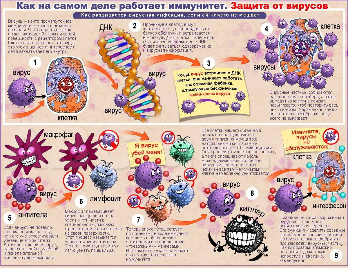 ИММУНИТЕТ И АЛЛЕРГИЯ. РАССТРОЙСТВА ИММУНИТЕТА.