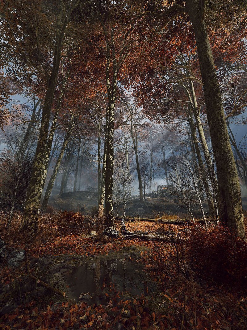 Лесные пейзажи