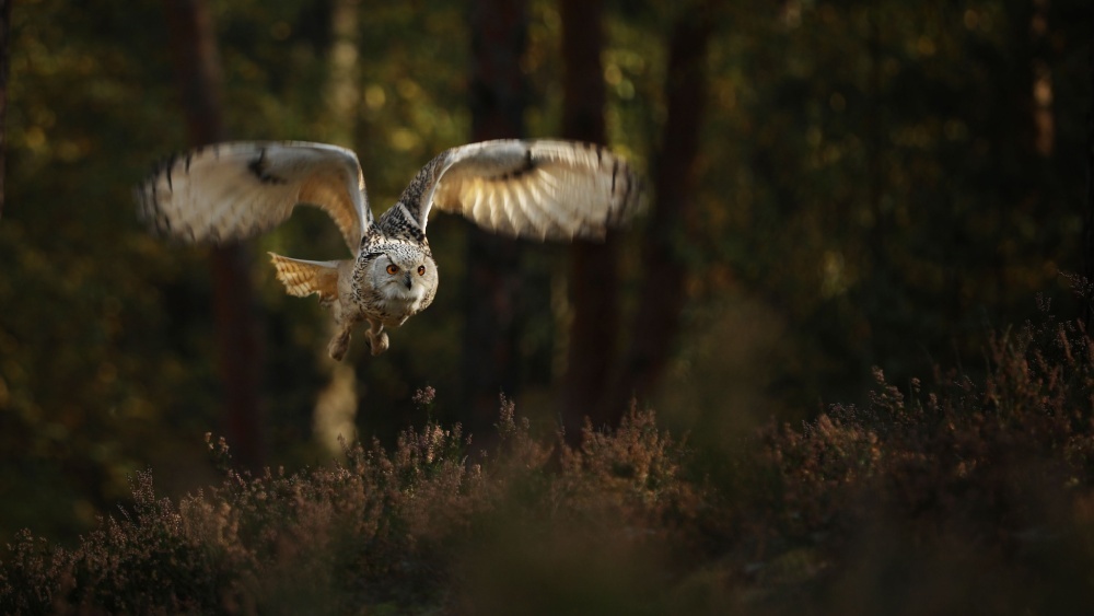 10 удивительных фактов о совах которые, артерии, позволяет, видов, охотятся, определять, только, могут, уникальная, звуки, добычи, направление, кровь, достигает, неясыти, птица, расстояние, добычу, мышей, филин