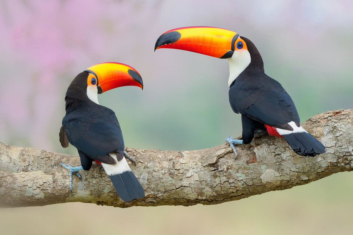 Лучшее с конкурса Bird Photographer of the Year 2018