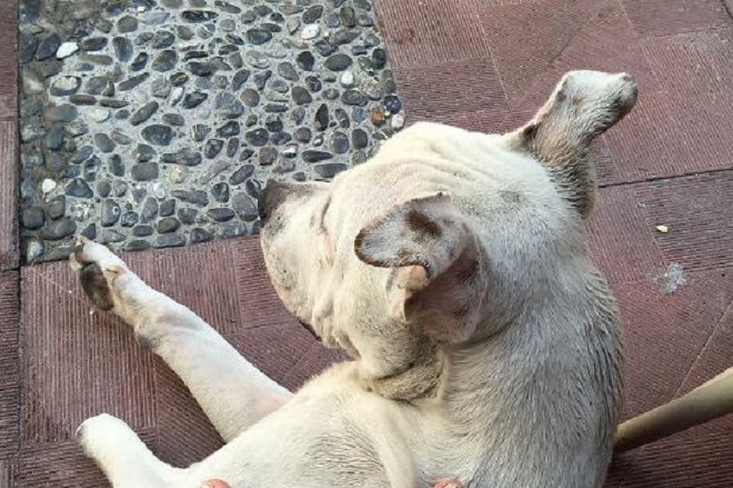 Большая собака