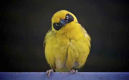 Ми-ми-ми наоборот: Когда животное не в духе животные,фото