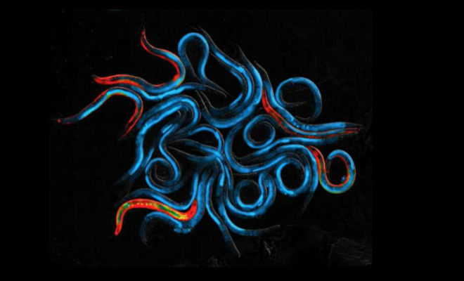 Ученые продлили жизнь червя в 5 раз: это равносильно жизни в 400 лет для человека