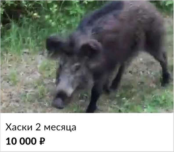 Смешные объявления из Интернета Смешные объявления из Интернета позитив,смешные картинки,юмор