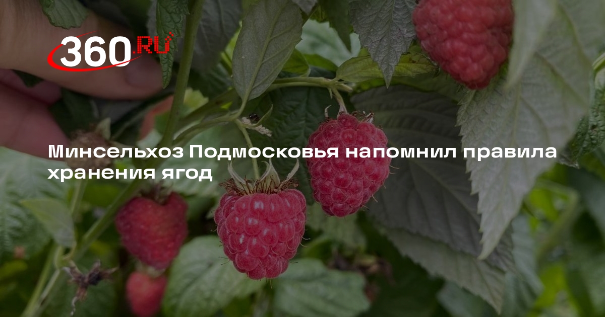 Минсельхоз Подмосковья напомнил правила хранения ягод