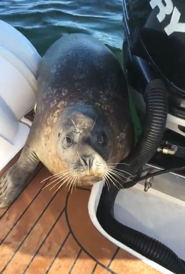 тюлень спасается от косаток на лодке