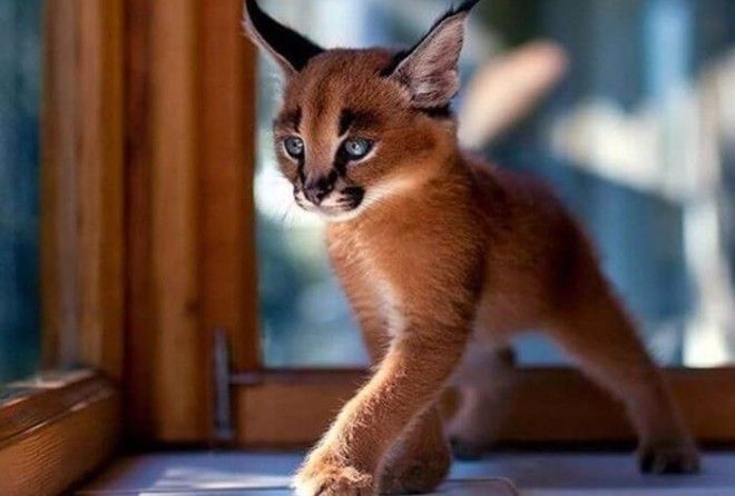 Котята Каракала – Одни Из Наиболее Удивительных Существе На Свете 