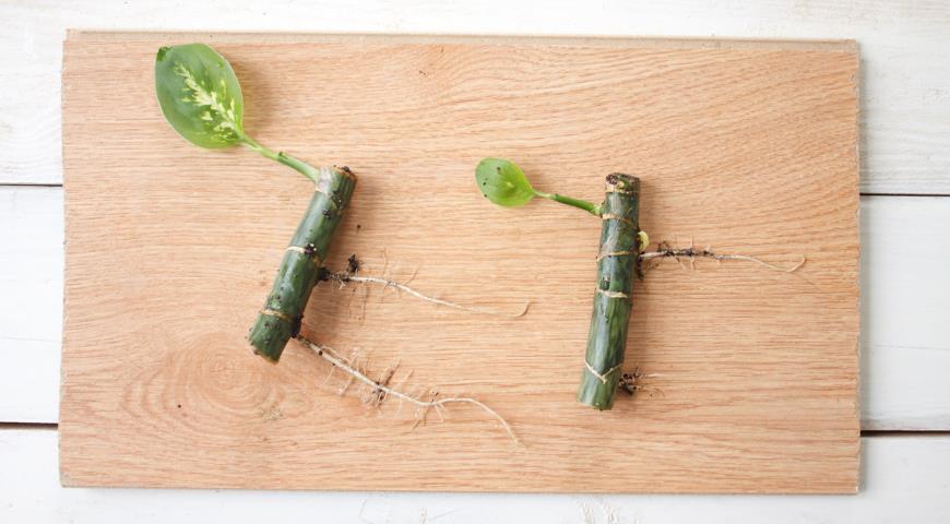 Размножаем диффенбахию кусочками побега