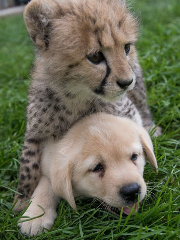 17 доказательств того, что мы не заслуживаем собак 17 доказательств того, что мы не заслуживаем собак супер