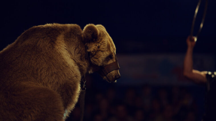 Во время циркового представления в Орле на беременную дрессировщицу напал медведь