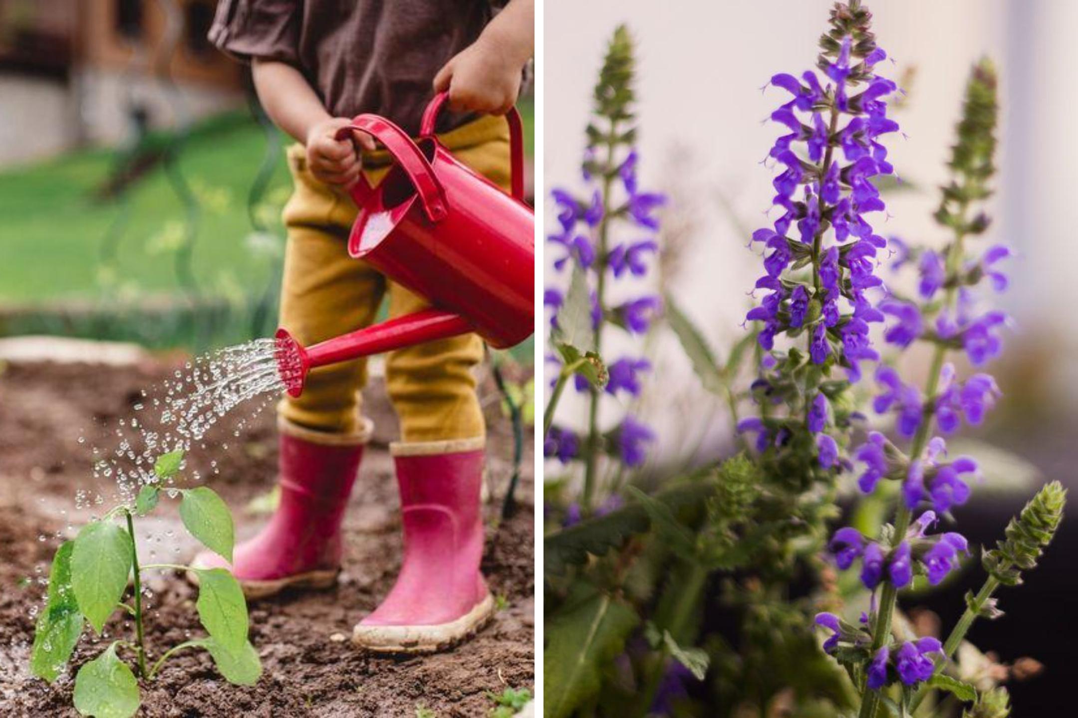 Не только ипомея и шалфей: список запрещенных на даче растений растение, России, растения, вещества, содержит, сорта, семена, содержат, семейства, растений, поэтому, участке, этого, штраф, грозит, именно, выращивать, нашей, многие, внимание