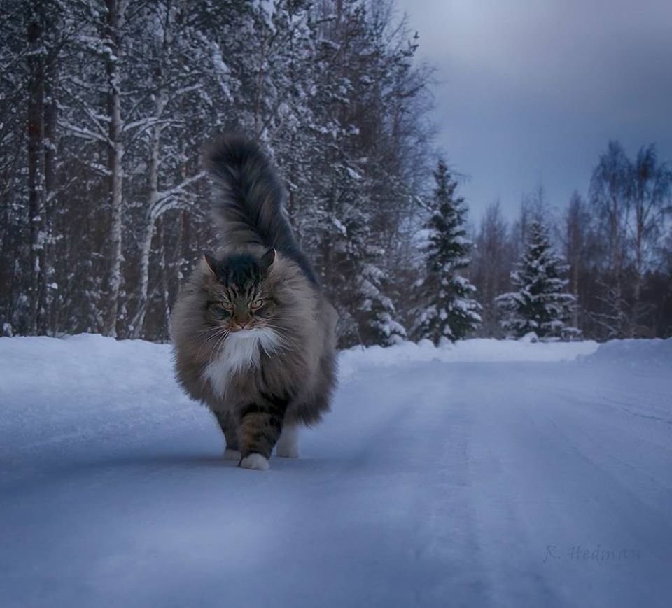 20 фото идеальной снежной жизни северных котов зима,коты,юмор и курьезы