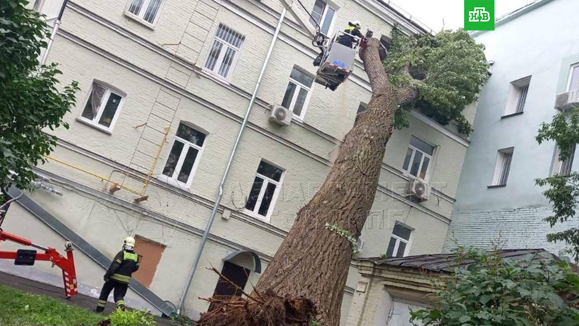 Упавшее дерево москва. Упавшее огромное дерево. Дерево упало на жилой дом. Упавшее дерево на дом.