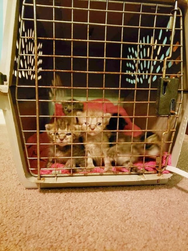 Котята за решеткой