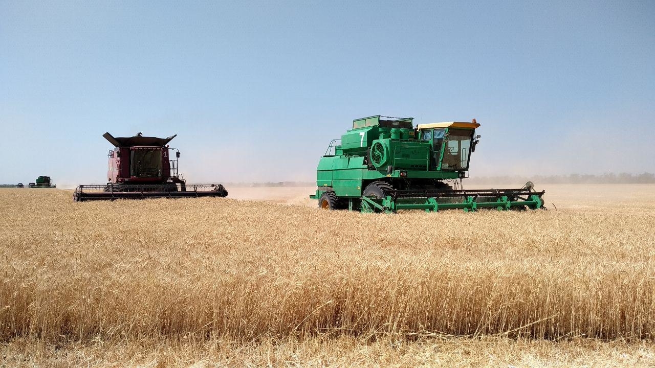 Аграрии оценили шансы РФ сохранить мировое лидерство по экспорту пшеницы