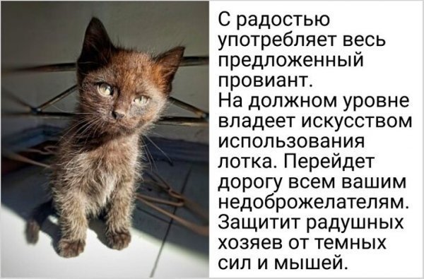 Смешные объявления из Интернета Смешные объявления из Интернета позитив,смешные картинки,юмор