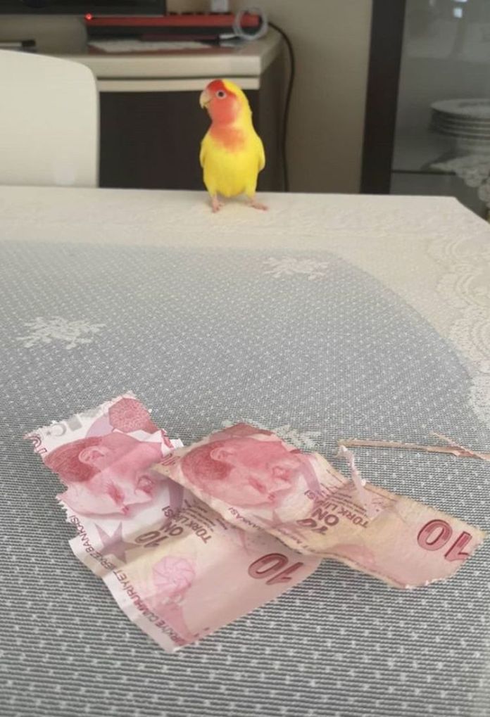 Без кота и жизнь не та
