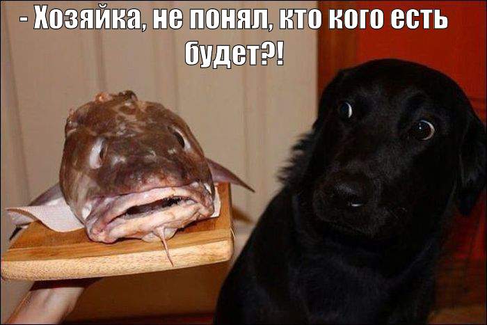 Смешные эксклюзивные картинки Смешные эксклюзивные картинки картинки,прикол,юмор