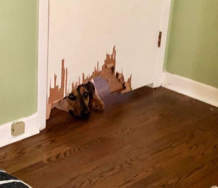 Без кота и жизнь не та