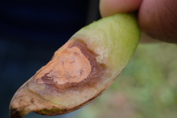 �������� ������