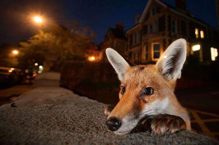 Young Fox, Bristol, Uk