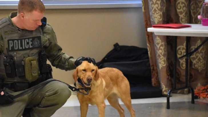 17 доказательств того, что мы не заслуживаем собак 17 доказательств того, что мы не заслуживаем собак супер