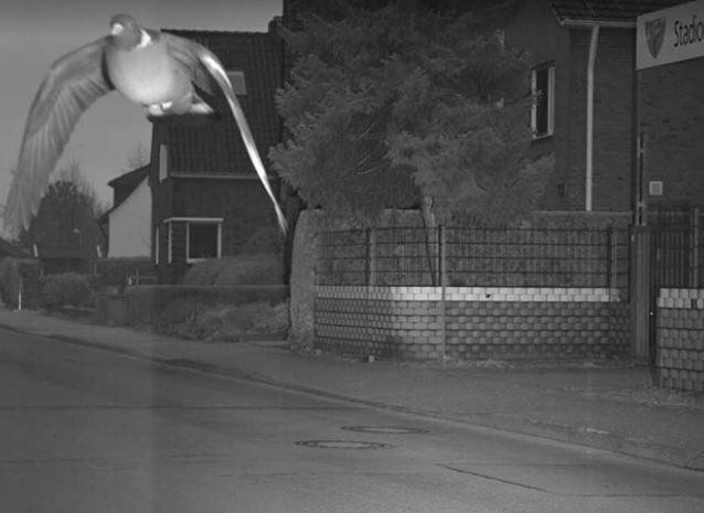 Муж узнал о любовнике супруги из штрафа ГИБДД. И другие странные и нелепые штрафы с камер авто и мото,автоновости