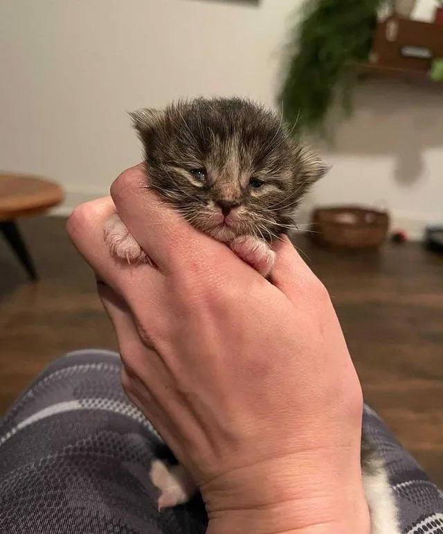 Без кота и жизнь не та