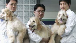 Настоящая привязанность: британская пара потратила 100 000 долларов на клонирование умершей собаки