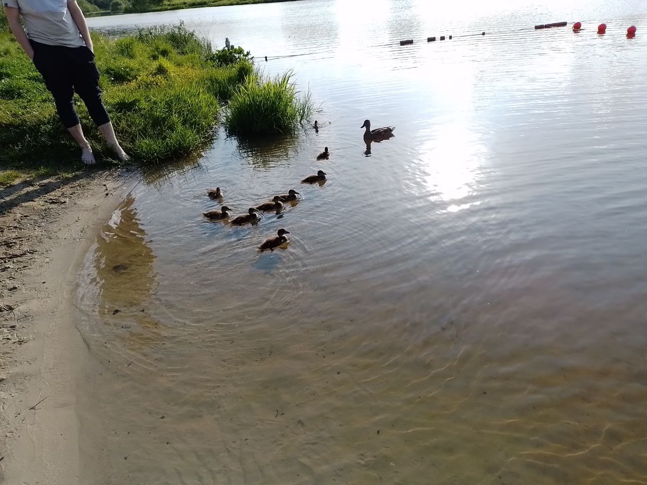 Карповое озеро почему нельзя прыгать в воду