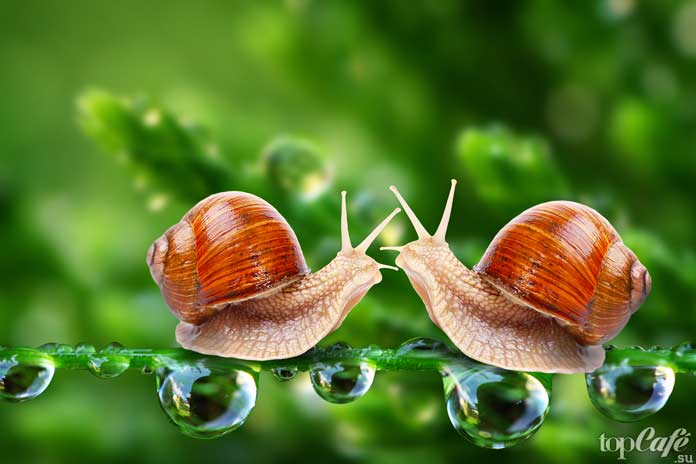 Интересные факты об улитках: Бесшумные