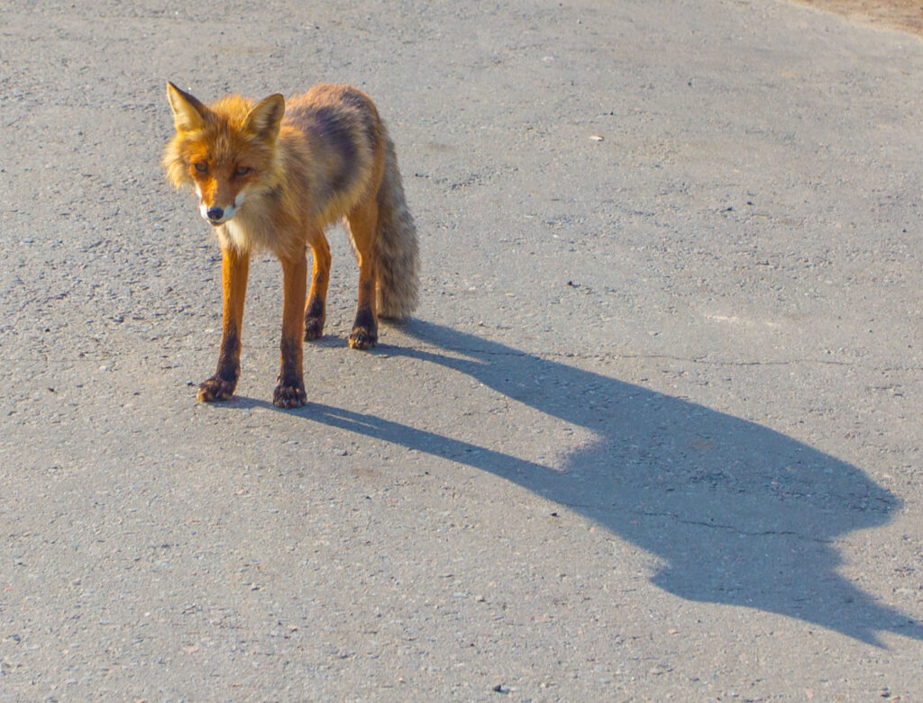 Такие разные дороги…