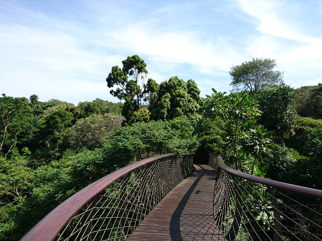 Сказочная дорога над деревьями — одно из самых уникальных мест в Кейптауне Сказочная дорога над деревьями — одно из самых уникальных мест в Кейптауне авиатур