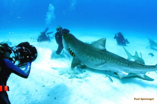 По сравнению с этими животными человек не такой уж большой По сравнению с этими животными человек не такой уж большой