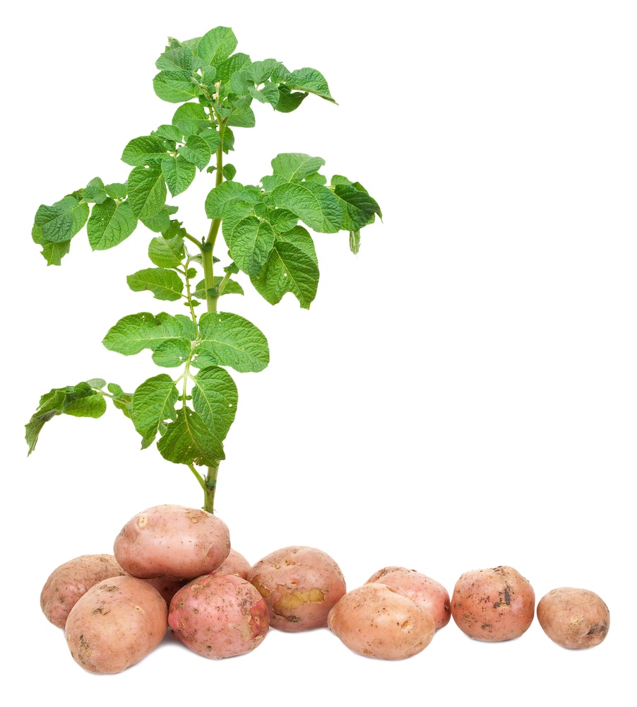Куст картофеля фото