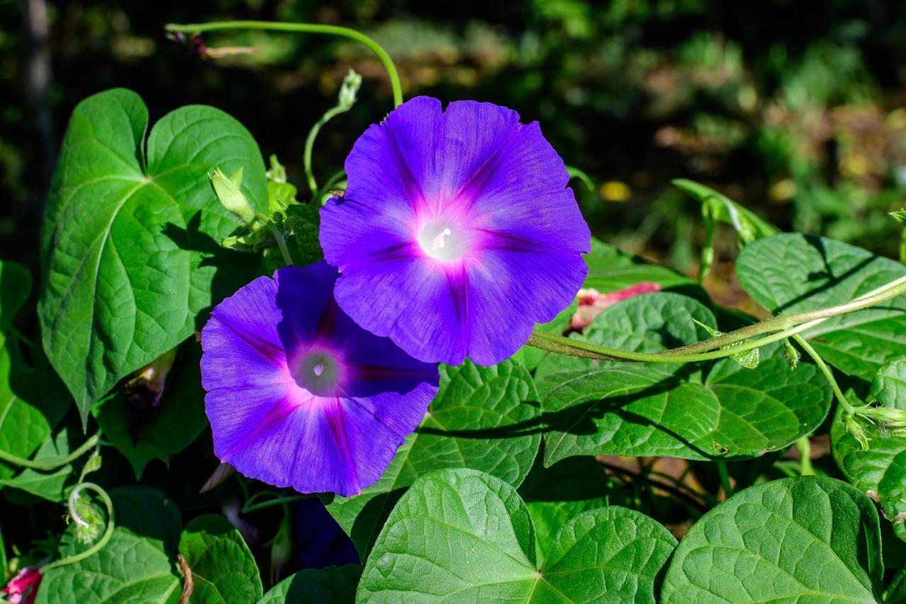 Не только ипомея и шалфей: список запрещенных на даче растений растение, России, растения, вещества, содержит, сорта, семена, содержат, семейства, растений, поэтому, участке, этого, штраф, грозит, именно, выращивать, нашей, многие, внимание