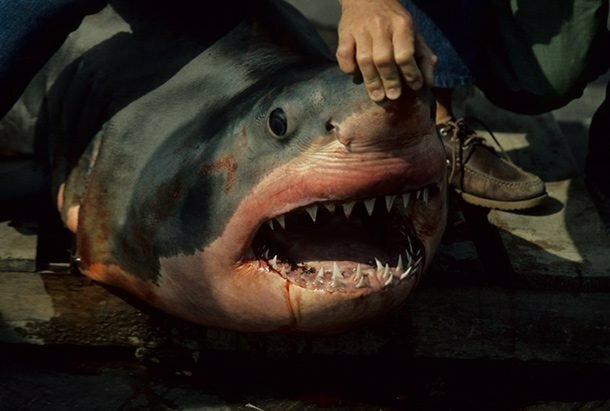 Дорогие счета на стоматологические услуги акулы, факты, хищники