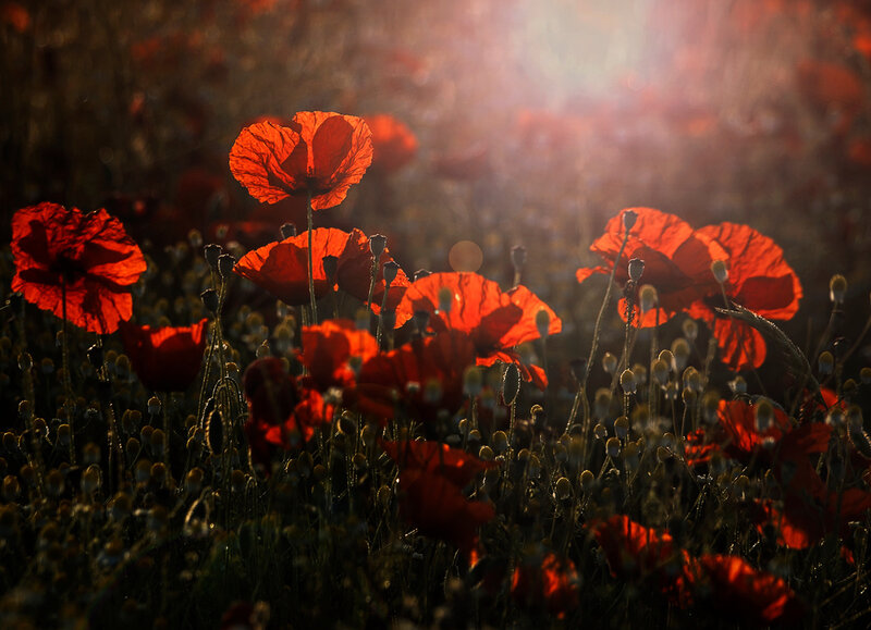 Фотограф Кристин Эллджер (Christine Ellger). Цветы