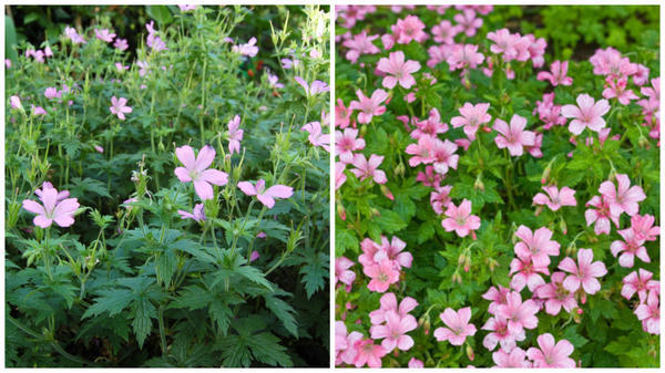 Герань Эндресса Wargrave Pink. Фото с сайта davisla.wordpress.com. Герань Эндресса, цветки крупным планом. Фото с сайта www.gardenia.net