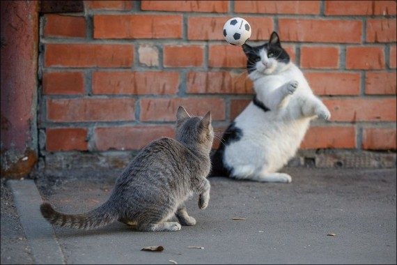 Забавная подборка дня Забавная подборка дня