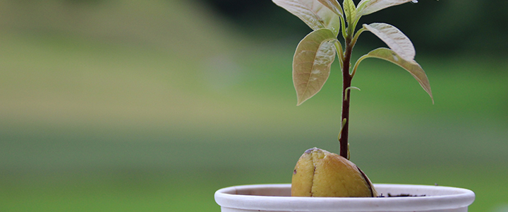 Как вырастить авокадо из косточки в домашних условиях Как вырастить авокадо из косточки в домашних условиях комнатные растения,полезные советы