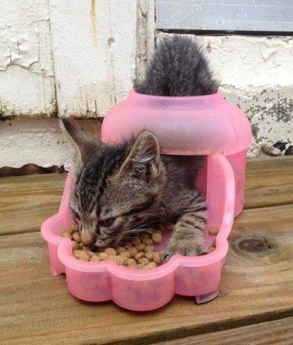 Кошки, которые разучились правильно ест