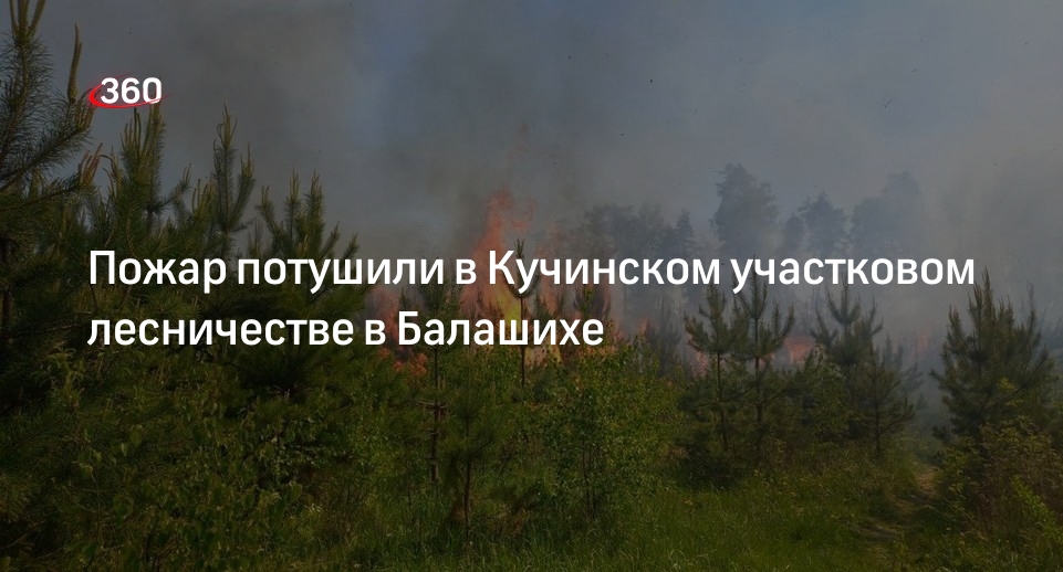 Пожар потушили в Кучинском участковом лесничестве в Балашихе